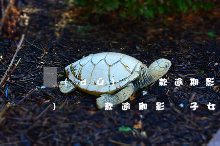 獨(dú)戶貸款逾期影響子女嗎(獨(dú)戶貸款逾期影響子女嗎父親)