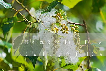 獲刑后欠的網(wǎng)貸還用還嗎(欠網(wǎng)貸會(huì)判刑嗎?)