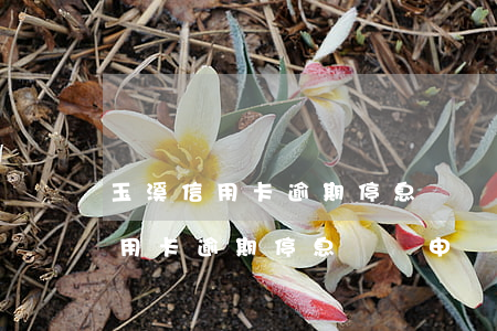 玉溪信用卡逾期停息掛賬申請條件-玉溪信用卡逾期停息掛賬申請條件是什么
