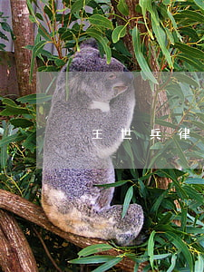 王世兵律師(王國華律師)