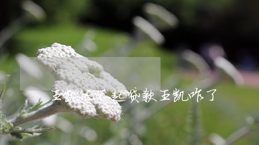 王凯还不起贷款(王凯咋了)