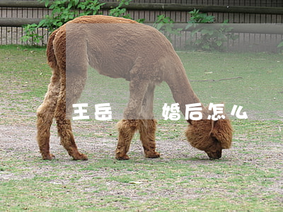 王岳倫離婚后怎么辦