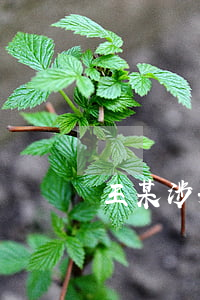王某涉嫌假冒注冊商標(biāo)罪一案