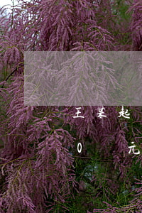 王某起訴李某欠錢不還-李某向王某借款10萬元