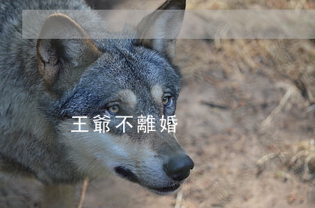 王爺不離婚