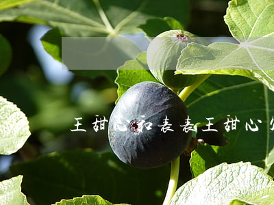 王甜心和表表（王甜心欠了一万的网贷）