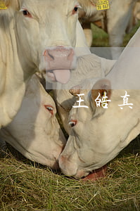 王皓真離婚了嗎