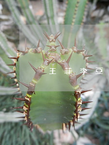 王菲李亞鵬離婚的原因