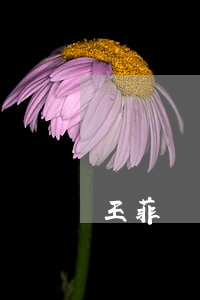 王菲與李亞鵬離婚