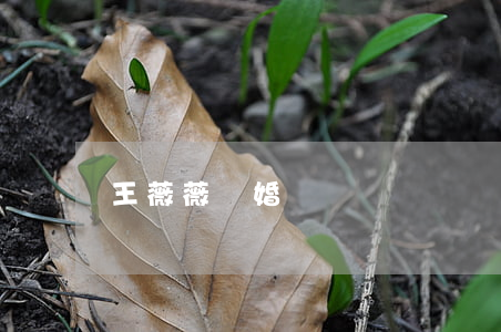 王薇薇離婚