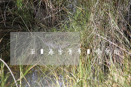 王顥森李菁菁離婚原因