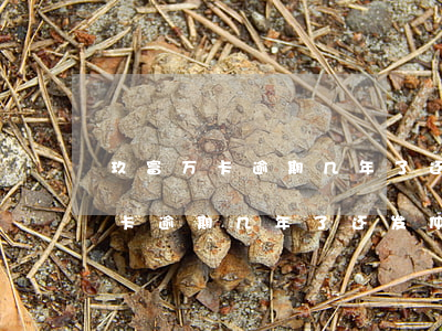 玖富万卡逾期几年了还发仲裁通知-玖富万卡逾期几年了还发仲裁通知吗