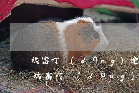 玖富叮當(dāng)逾期三個(gè)月(玖富叮當(dāng)6年了要起訴)