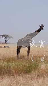 玖富叮當(dāng)逾期怎么辦(玖富叮當(dāng)下架了)
