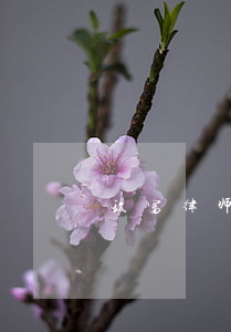 玖富律师给我打电话了（玖富逾期律师加微信）