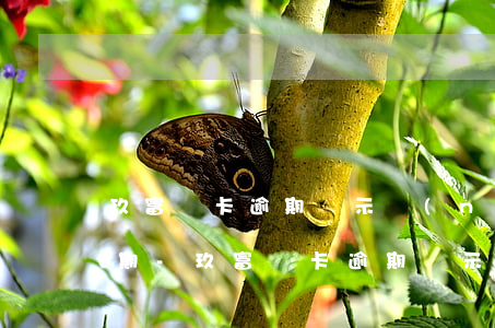 玖富萬卡逾期顯示內(nèi)蒙古銀行逾期-玖富萬卡逾期顯示內(nèi)蒙古銀行逾期怎么辦
