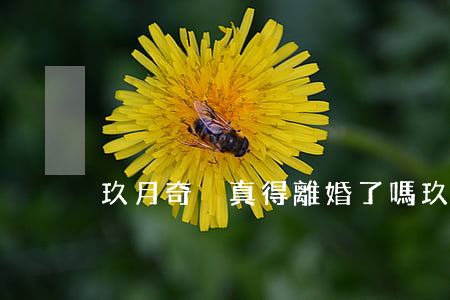 玖月奇跡真得離婚了嗎(玖月奇跡離婚了沒)