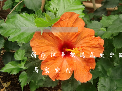 玛莎拉蒂被追尾至少赔多少(玛莎拉蒂追尾宝马案宣判)