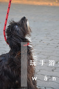 玩手游欠了幾萬網(wǎng)貸(游戲網(wǎng)貸不還會(huì)怎么樣)