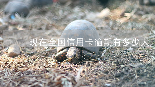 现在全国信用卡逾期有多少人