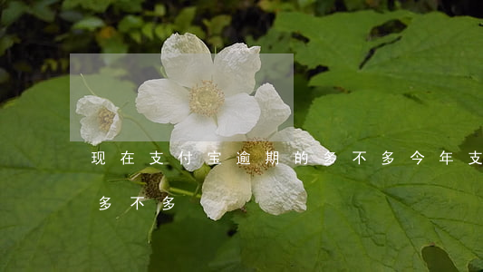 现在支付宝逾期的多不多(今年支付宝逾期的多不多)
