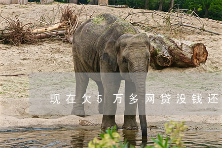 现在欠5万多网贷没钱还怎么办-