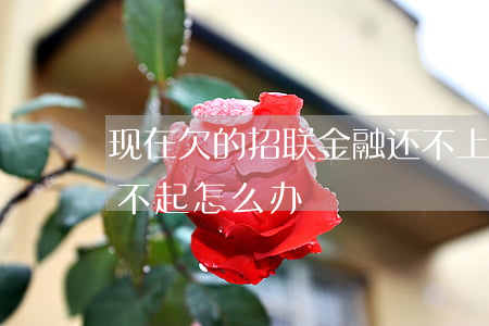 现在欠的招联金融还不上怎么办(招联金融还不起怎么办)