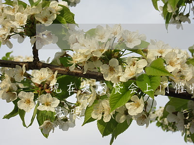 现在欠网贷会上门催收吗(欠网贷上门催收合法吗)