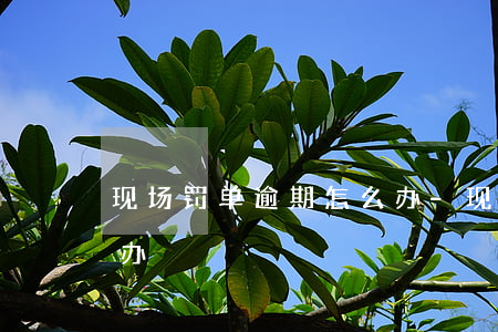 现场罚单逾期怎么办-现场处罚单逾期怎么办