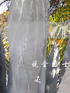 现金巴士欠1年(现金巴士1000元2年没还)