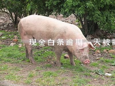 现金白条逾期一天被拒(白条逾期一两天)