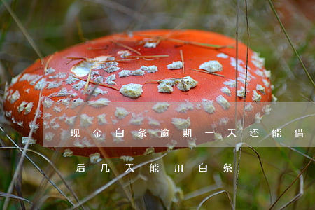 现金白条逾期一天还能借吗-白条逾期还款后几天能用白条