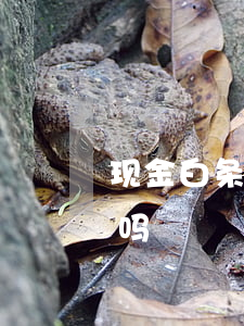 现金白条逾期了怎么办(金条逾期白条能套现吗)
