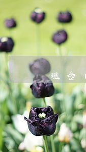 现金白条逾期卡农 白条取现逾期一天