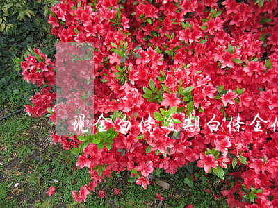 现金白条逾期(白条金条逾期会怎么样)