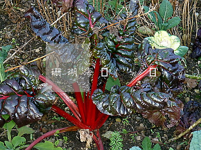 珊瑚海網(wǎng)貸逾期后怎么辦