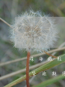 珠海微粒贷逾期停息挂账怎么申请 珠海微粒贷逾期停息挂账怎么申请