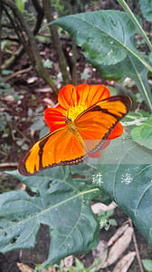 珠海离婚申请预约平台(珠海离婚预约网上预约)