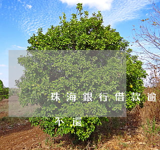 珠海銀行借款逾期方式有哪些(銀行借款逾期不還)