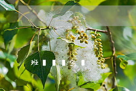 班輪運輸定義