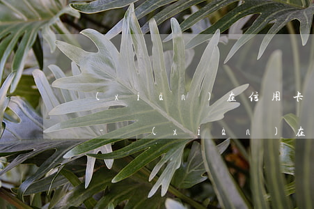 現(xiàn)在信用卡逾期一天有什么影響-現(xiàn)在信用卡逾期一天有什么影響嗎