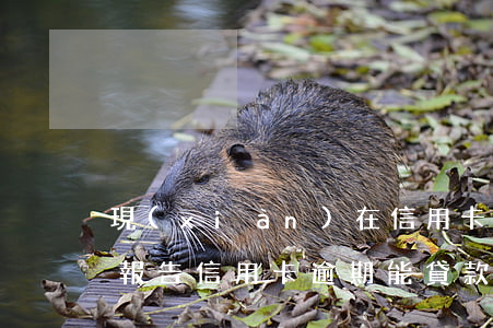現(xiàn)在信用卡逾期上征信嗎(征信報告信用卡逾期能貸款嗎)
