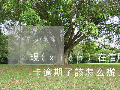 現(xiàn)在信用卡逾期了怎么辦(信用卡逾期了該怎么辦)