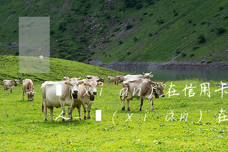 現(xiàn)在信用卡逾期半年了有多少人-現(xiàn)在信用卡逾期半年了有多少人還