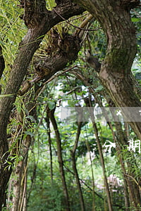 現(xiàn)在信用卡逾期可以停賬分期嗎(分期的信用卡逾期了怎么辦)