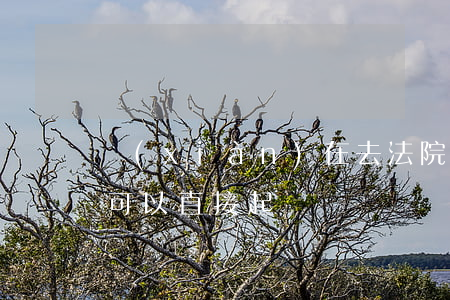 現(xiàn)在去法院可以起訴嗎(去法院可以直接起訴嗎)