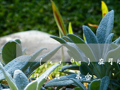 現(xiàn)在可以只還本金嗎 貸款可不可以只還本金