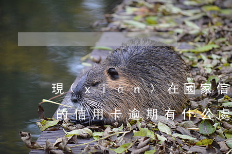 現(xiàn)在國家信用卡逾期金額(今年的信用卡逾期有什么處理)