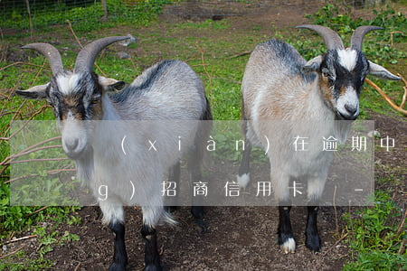 現(xiàn)在逾期中可以申請(qǐng)招商信用卡嗎-現(xiàn)在逾期中可以申請(qǐng)招商信用卡嗎