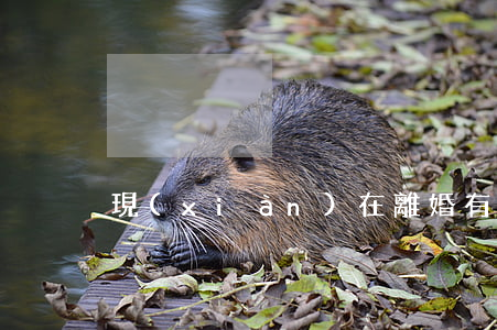 現(xiàn)在離婚有離婚證嗎